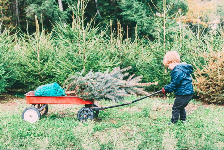 how to pick the perfect christmas tree